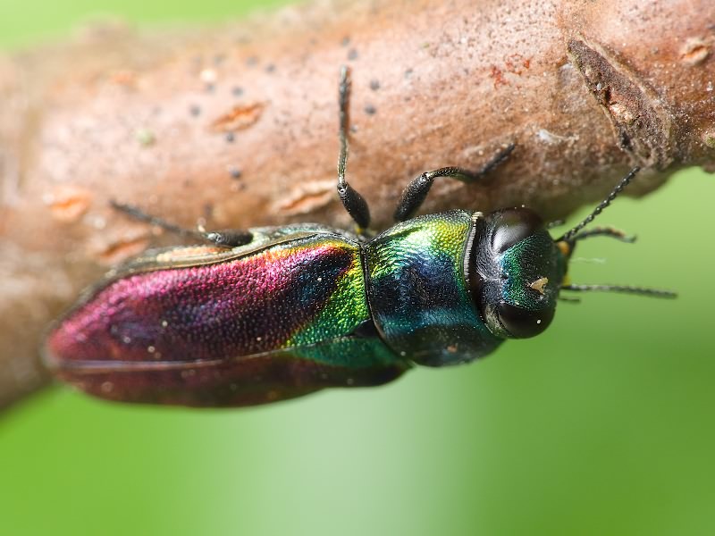 Anthaxia bicolor bicolor Falderman, 1835